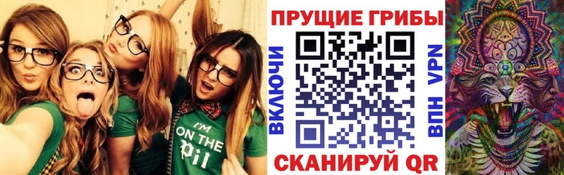 Купить где  Чадан  Псилоцибиновые грибы Psilocybe 